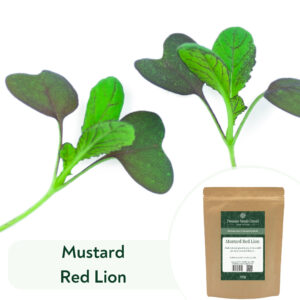 Mustard Red Lion - Microgreen/Sprouting