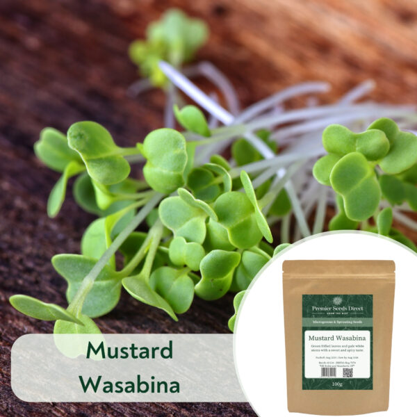 Mustard Wasabina - Microgreen/Sprouting