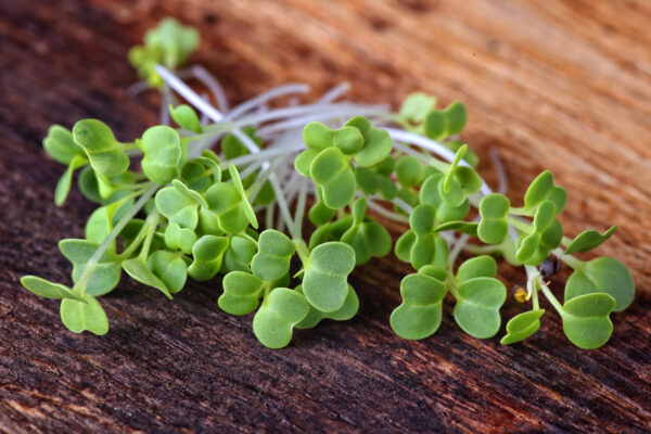 Mustard Wasabina - Microgreen/Sprouting - Image 2
