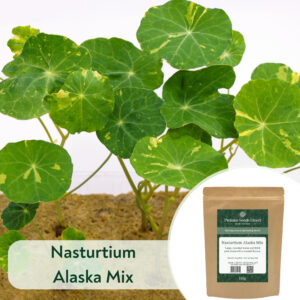 Nasturtium Alaska Mix - Microgreen/Sprouting