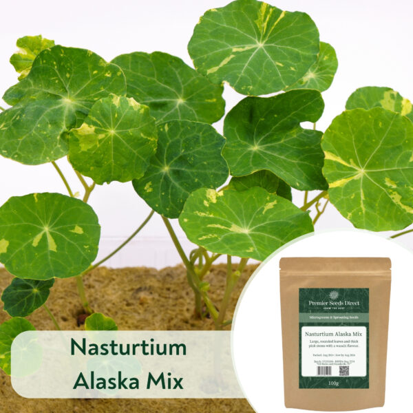 Nasturtium Alaska Mix - Microgreen/Sprouting