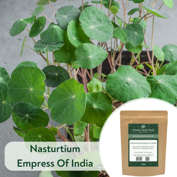 Nasturtium Empress of India - Microgreen/Sprouting