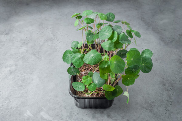 Nasturtium Empress of India - Microgreen/Sprouting - Image 2