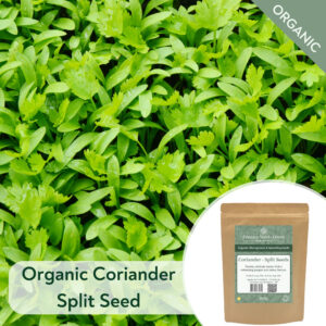 Organic Coriander Split Seed - Microgreen/Sprouting