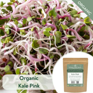 Organic Pink Kale - Microgreen/Sprouting