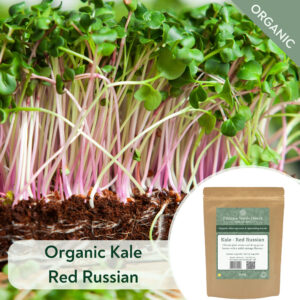 Organic Kale Red Russian - Microgreen/Sprouting