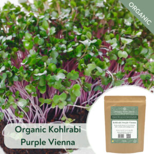Organic Kohlrabi Purple Vienna - Microgreen/Sprouting