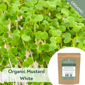 Organic White Mustard - Microgreen/Sprouting