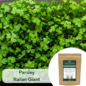 Parsley Italian Giant - Microgreen/Sprouting