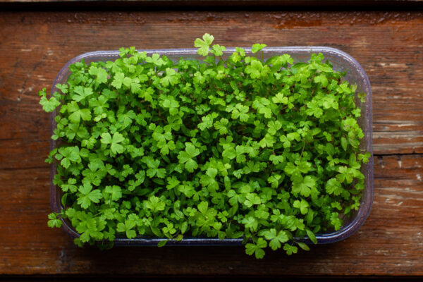 Parsley Italian Giant - Microgreen/Sprouting - Image 2