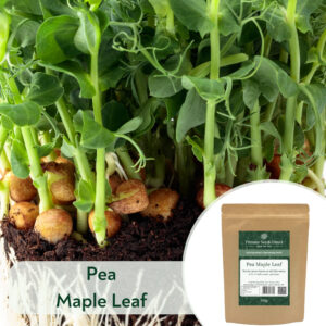 Pea Maple Leaf (Non-Tendril) - Microgreen/Sprouting