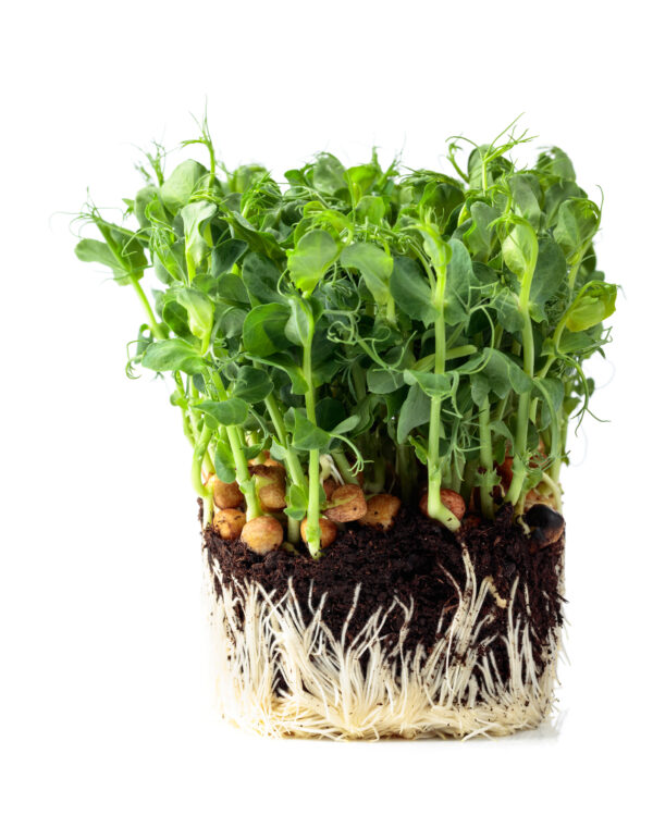 Pea Maple Leaf (Non-Tendril) - Microgreen/Sprouting - Image 2