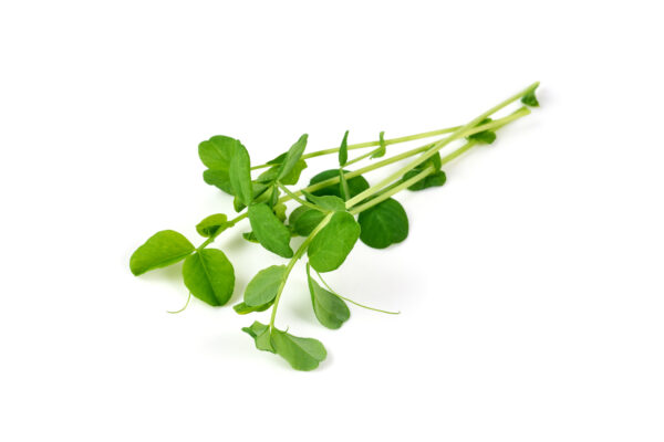 Pea Maple Leaf (Non-Tendril) - Microgreen/Sprouting - Image 3