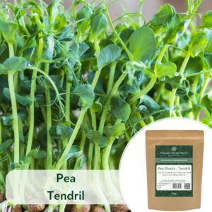 Pea Tendril - Microgreen/Sprouting