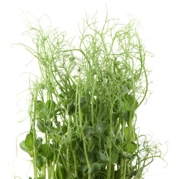 Pea Tendril - Microgreen/Sprouting - Image 3