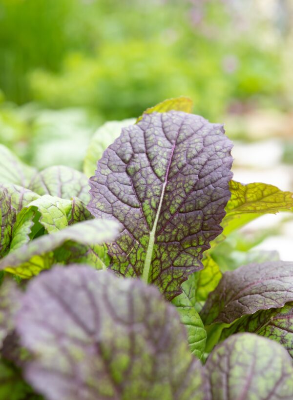 Mustard Red Giant - Microgreen/Sprouting - Image 2