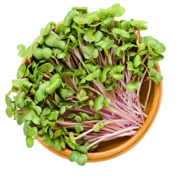 Radish China Rose - Microgreen/Sprouting - Image 2