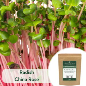 Radish China Rose - Microgreen/Sprouting
