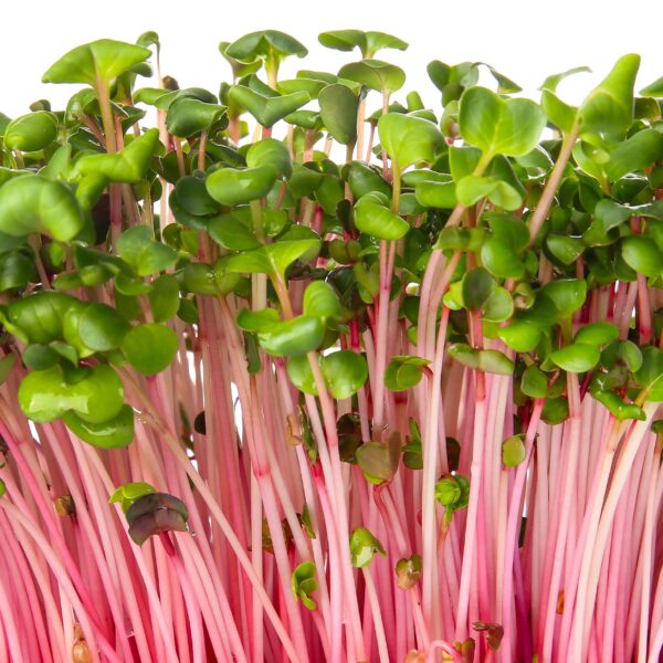 Radish China Rose - Microgreen/Sprouting - Image 3