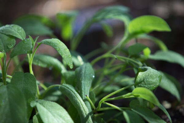 Sage (Salvia Officinalis) - Microgreen/Sprouting - Image 3