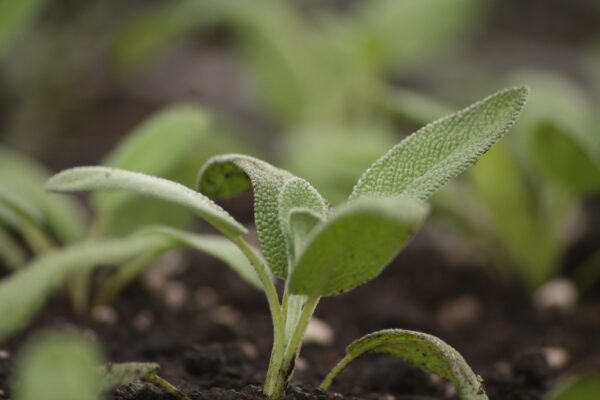 Sage (Salvia Officinalis) - Microgreen/Sprouting - Image 2