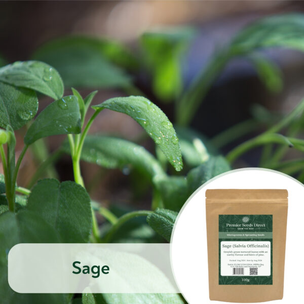 Sage (Salvia Officinalis) - Microgreen/Sprouting