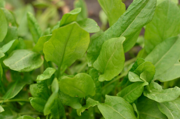 Sorrel de Belleville - Microgreen/Sprouting - Image 2