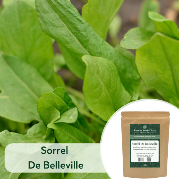 Sorrel de Belleville - Microgreen/Sprouting