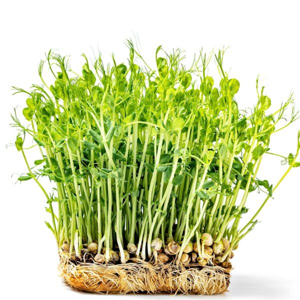 Pea Tendril - Microgreen/Sprouting - Image 2