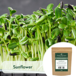 Sunflower (Small Black Seeded) - Microgreen/Sprouting