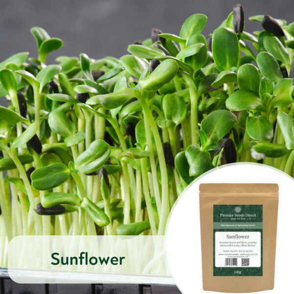 Sunflower (Small Black Seeded) - Microgreen/Sprouting
