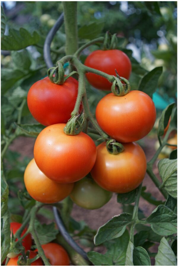 Tomato Fandango F1 - Image 2