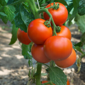 Tomato Fandango F1