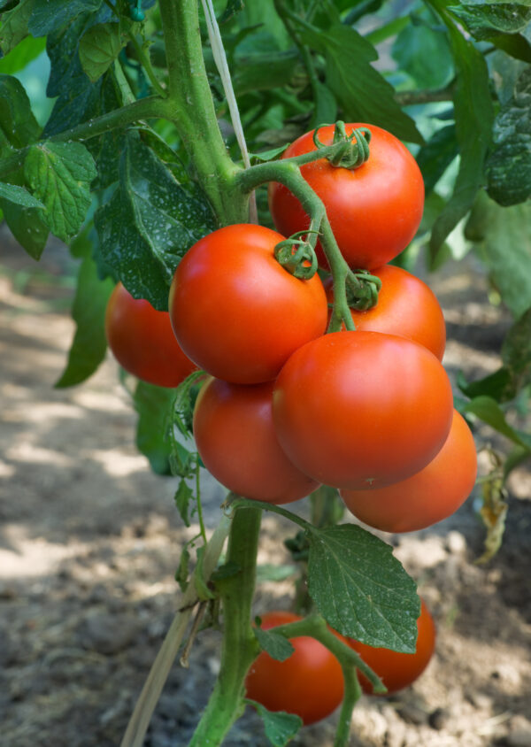 Tomato Fandango F1