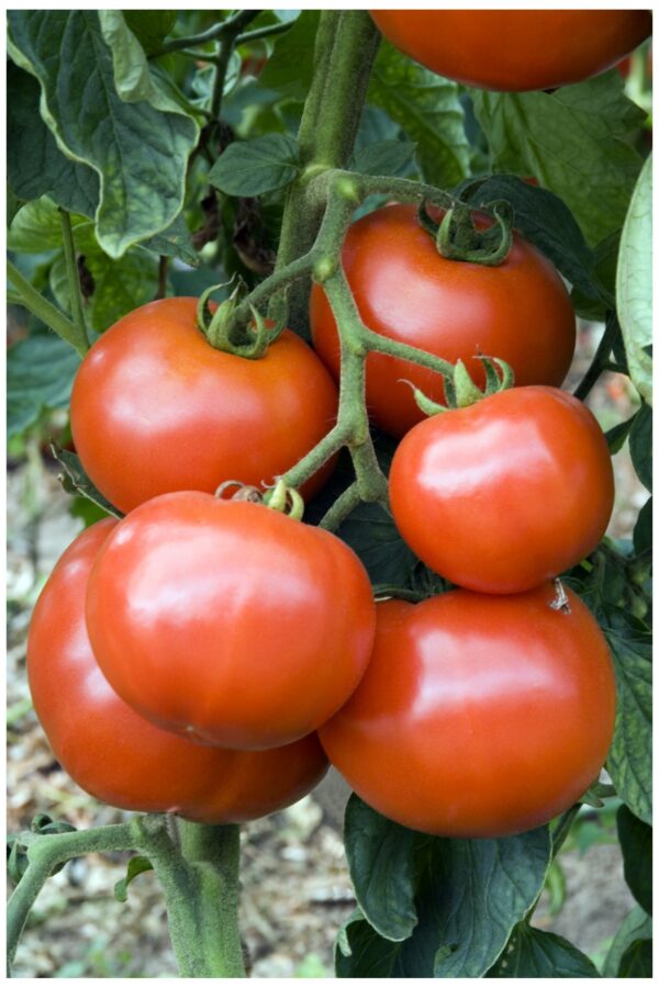 Tomato Fandango F1 - Image 3