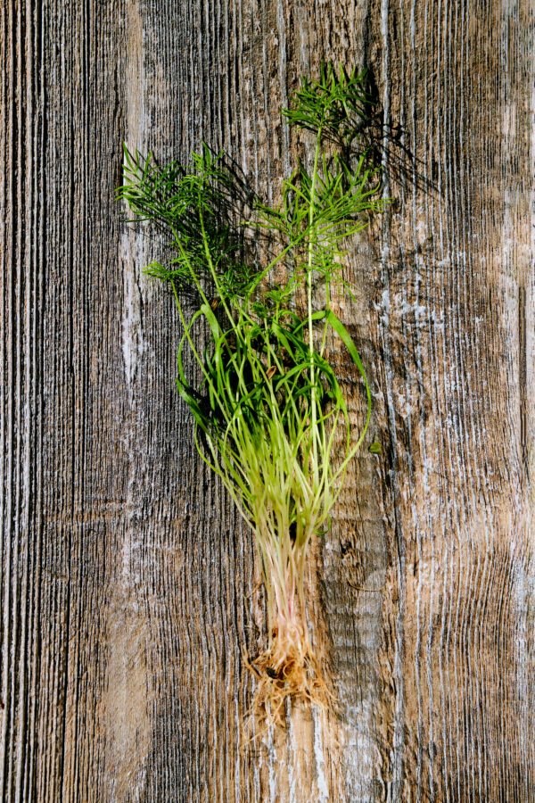 Fennel Green - Microgreen/Sprouting - Image 2