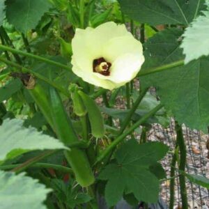 VEGETABLE OKRA CLEMSON SPINELESS
