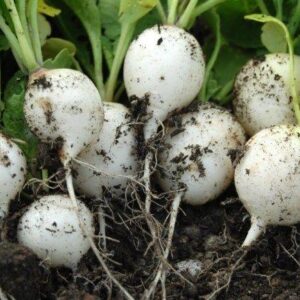 Radish - White Hailstone