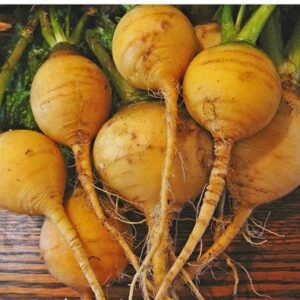 Turnip Gold Ball