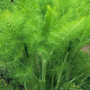 Herb Fennel Common Green