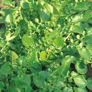 American Land Cress