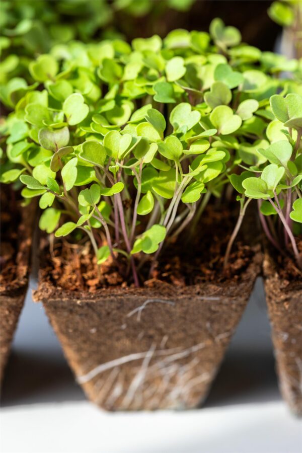 Rocket Cultivated - Microgreen/Sprouting - Image 2