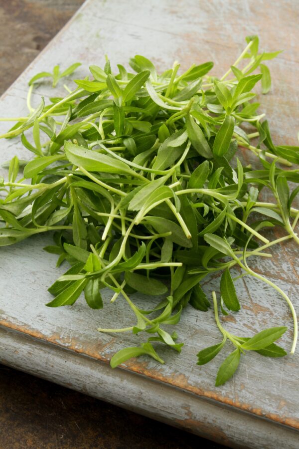 Mexican Tarragon - Microgreen/Sprouting - Image 2