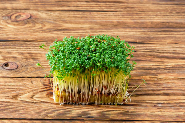 Watercress - Microgreen/Sprouting - Image 2