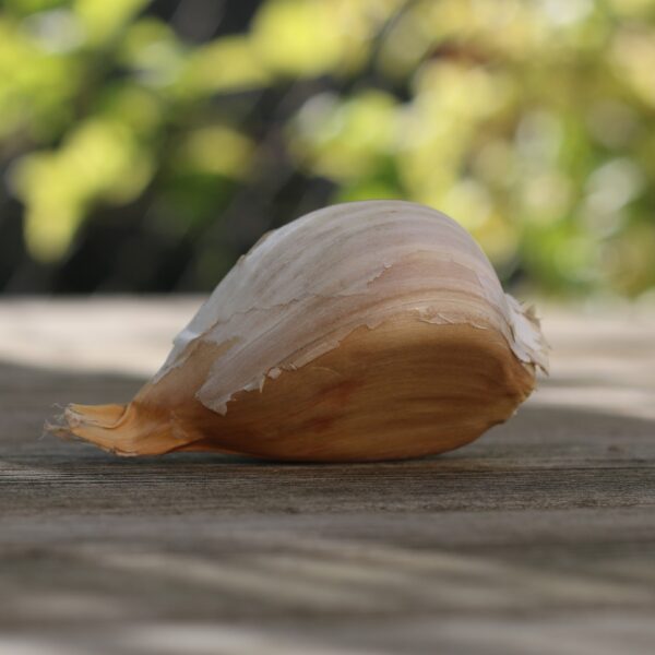 Garlic Elephant - Image 4