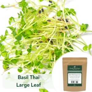 Basil Thai Large Leaved - Microgreen/Sprouting