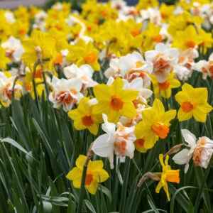 Daffodil Bulbs