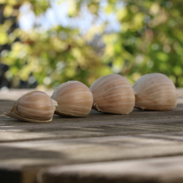 Garlic Elephant - Image 3