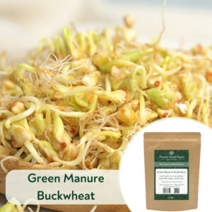 Buckwheat - Microgreen/Sprouting