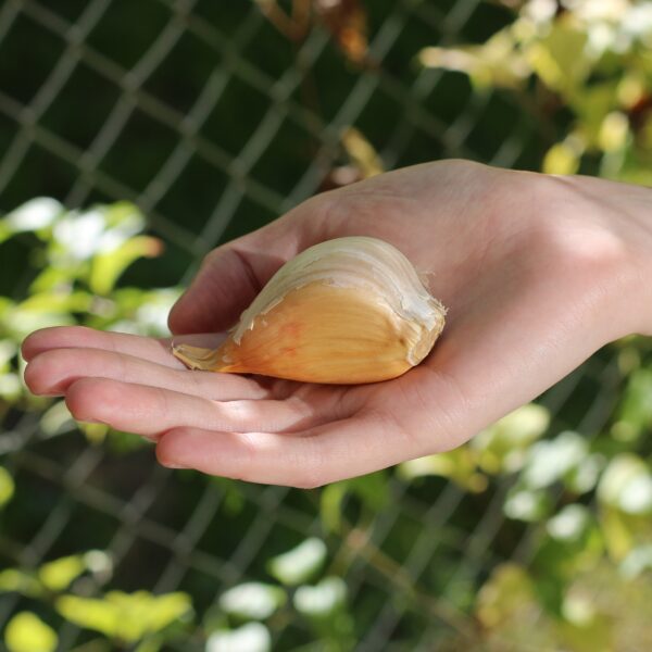 Garlic Elephant - Image 2